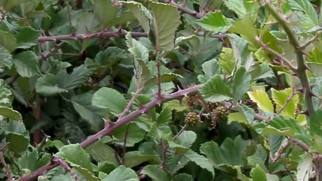 Ежевика в горах Чили (Mora) смотреть онлайн