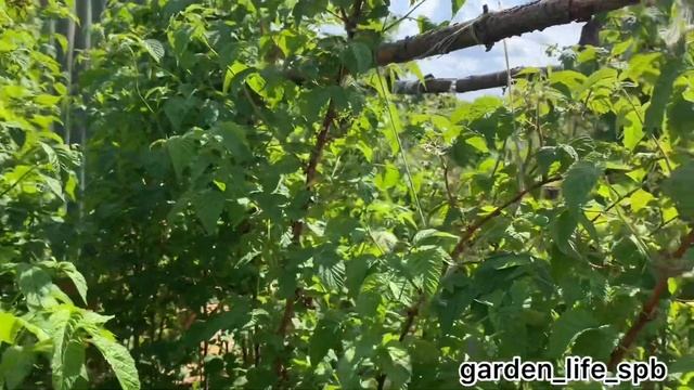 Малина: уход, подкормка и как правильно подвязать смотреть онлайн