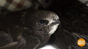 Как спасают птиц. Доброе утро. Фрагмент выпуска от 14.12.2023