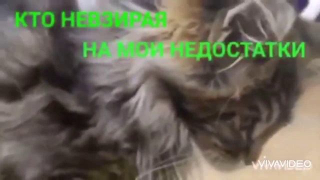 ОСТАВАЙСЯ СОБОЙ жизненные цитаты и высказывания на фоне забавных видео смотреть онлайн