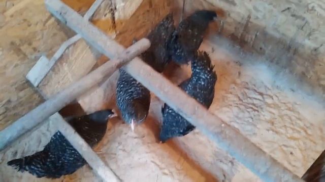 Молодки кур Доминантов. Как подсадить молодых кур.