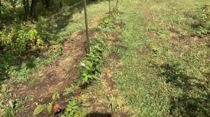 МАЛИНА МАРАВИЛА ЭКСПЕРИМЕНТ