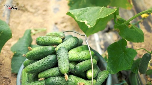 Я В ШОКЕ! ОГУРЦЫ НАРАСТАЮТ ВЁДРАМИ ЗА НОЧЬ БЛАГОДАРЯ ЭТОЙ ПОДКОРМКЕ!УХОД ЗА ОГУРЦАМИ В ИЮНЕ, ИЮЛЕ! смотреть онлайн