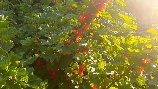 Красная смородина самый лучший сорт смотреть онлайн