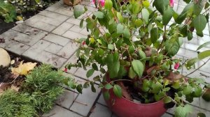 Фуксии в ноябре, обрезка и хранение.