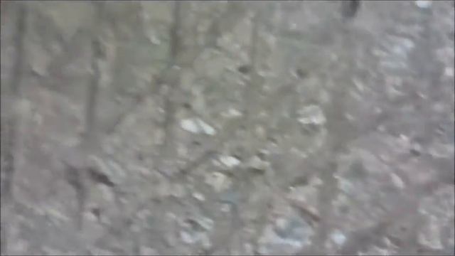 Чудик природы! Чихающий жук! Мраморный хрущ смотреть онлайн