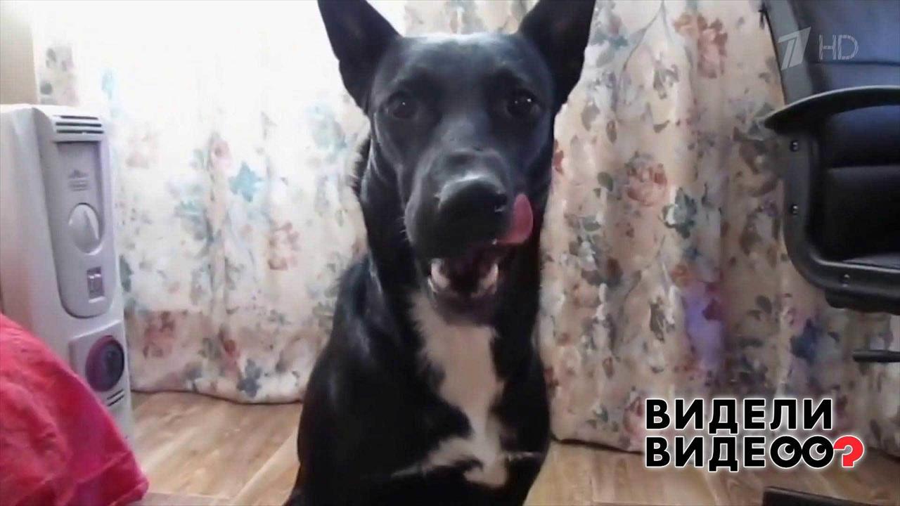 Собака умеет говорить "мама". Видели видео? Фрагмент выпуска от 09.02.2020
