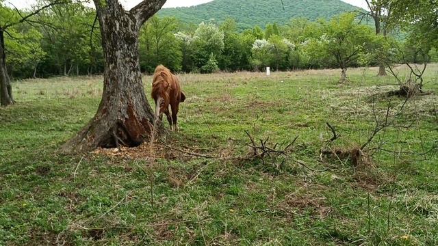 Кобыла принесла жеребца смотреть онлайн