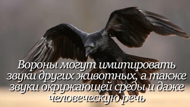 Ворона. Интересно знать #ворона