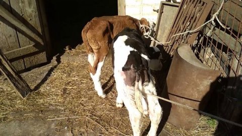 Покупка телят. Голштин и симментал.