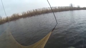 Как поймать живца в ноябре