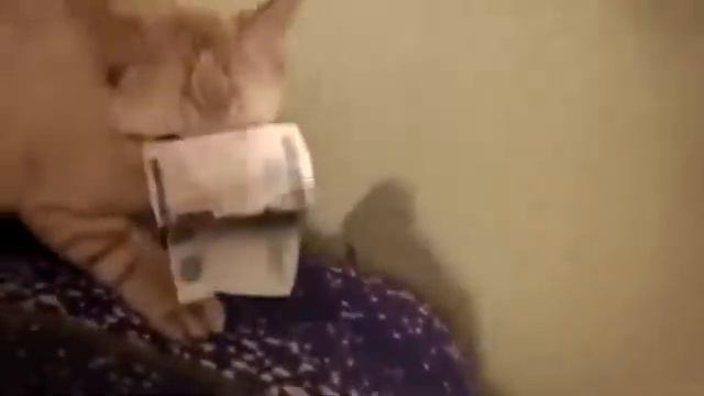 прикольные животные