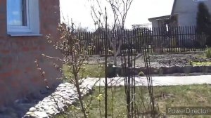 Наша дача в апреле. Шунька в гостях.Vlog.Брест