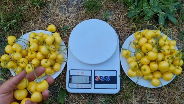 ЧЕРЕШНЯ ДАЧНИЦЯ / ЖОВТІ СОРТИ ЧЕРЕШНІ смотреть онлайн