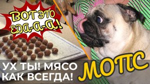 Питание Мопса. НЕ БРОСАЕМ! кормить натуралкой "возмужавшего" Любимца, даже Если-Ему-Уже-Нечем-Жевать