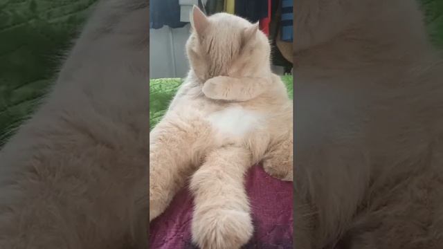 Кот чистюля.