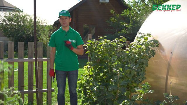 Уход за смородиной после сбора урожая смотреть онлайн