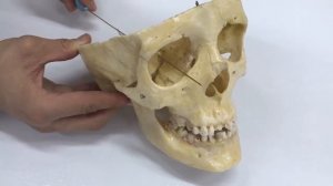 Внутреннее основание черепа