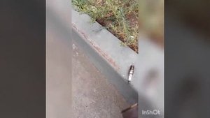 Как закрутить свечу с сорванной резьбой!!!