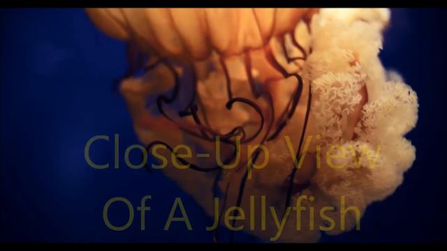 Different Types of Jellyfish Swimming In Circular Motion //**SEA ANEMONE**// смотреть онлайн