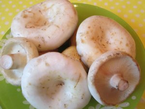 ГРУЗДИ СОЛЕНЫЕ ХОЛОДНЫМ СПОСОБ РЕЦЕПТ СОЛЕНЫХ ГРИБОВ