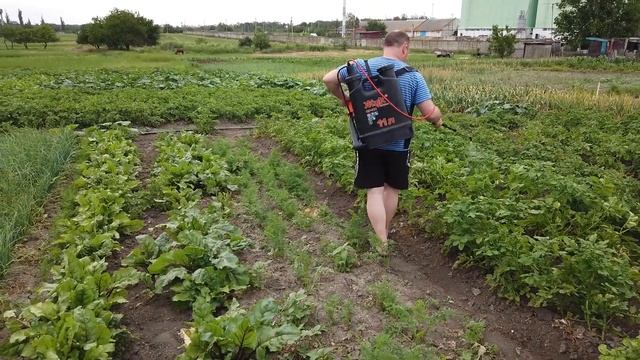 Обрабатываю огурцы бором 12 06 2020
