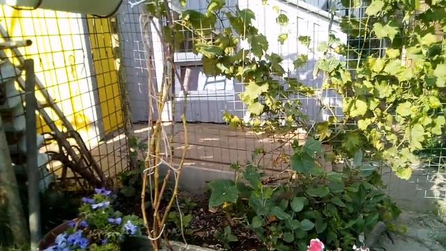 Столовый виноград в Подмосковье (возле Шереметьево) смотреть онлайн