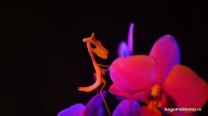 Богомол Ромбодера Кирби (Rhombodera kirbyi) - BogomolDoma