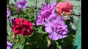 Черенки калиброши в горшки и рассада петунии из таблетки в горшок