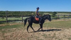 Обучение карачаевского жеребца