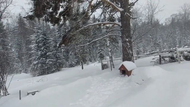 06.01.23. Рождественский Сочельник. Снегопады. Традиции встречи Рождества Христова. смотреть онлайн