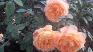 Роза Леди Эмма Гамильтон. Моя английская КРАСАВИЦА.