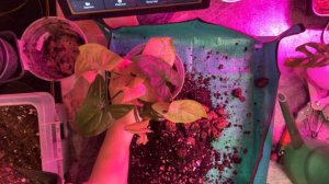 Пересадка двух разных сингониумов в 1 горшок. Правильное сочетание растений и правильный уход.