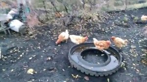 Куры на яйцо выгодно или нет.