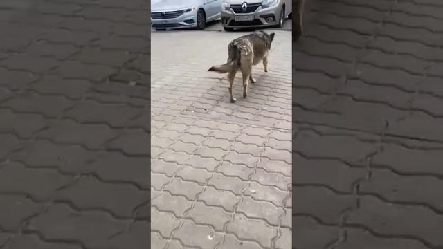 Волгоград❌❌СБИЛИ СОБАКУ. Спартановка. Несколько дней отлежался и вот теперь так передвигается.