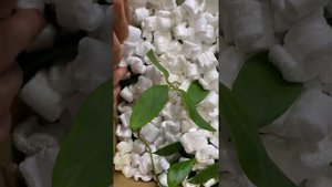 Получила две посылки с Хойями( Hoya) из Германии, очень красивые растения. Закрытие сезона посылок.