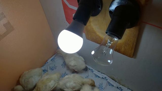 Выращивание индюшат Хайбрид Конвертер 2021