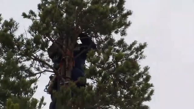 Настройка веб-камер над гнездом скопы смотреть онлайн