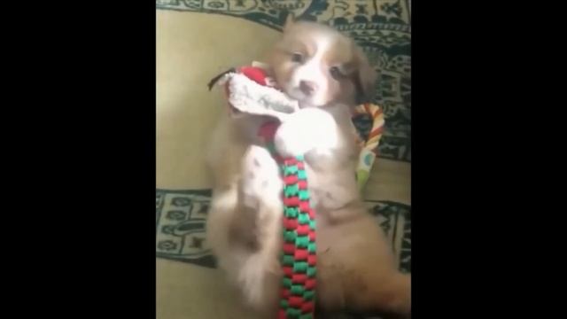 Сборник самых смешных собак и кошек 2021 - Веселые и милые питомцы мемы с котиками, смешные собачк смотреть онлайн