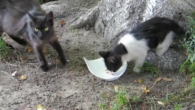 в мире животных 2 смотреть онлайн