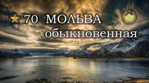 ✮ Норвежское море ✮ Мольва обыкновенная ✮