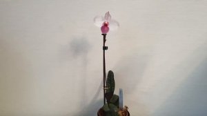 Башмачок paphiopedilum delenatii var. vinicolor