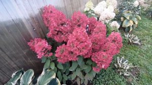 Огненно-красный красавец Даймонд руж