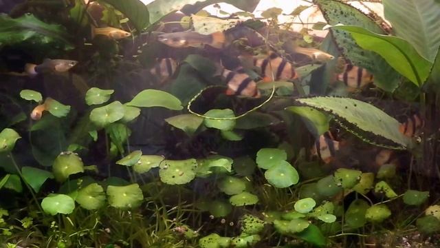 Борьба с водорослями (Часть 2)