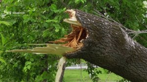 В Курганской области борются с последствиями ураганного ветра (2022-06-08)