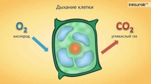 Жизнедеятельность клетки, ее деление и рост | Биология 6 класс #4 | Инфоурок