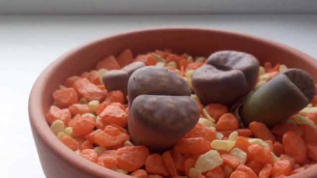 мои литопсы и всё о них смотреть онлайн