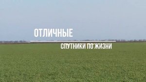 Грейхаунд: порода собак для скорости и элегантности | Описание  об их потрясающих способностях