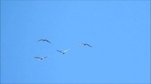 Лебеди летят в тёплые края