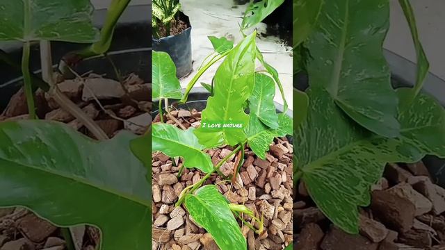 philodendron Golden dragon ( philodendron lime fiddle)